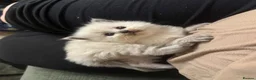Ragdoll cats for sale: Beautiful Ragdoll kittens  - Advert 22