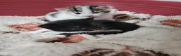Mixed Breed cats for sale: Cross mainecoon kittens  - Advert 3