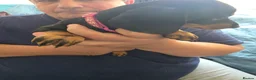 Dachshund dogs for sale: Stunning Standard Smooth hair Dachshund Puppies. - Advert 32