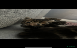 Domestic Shorthair cats for sale: 4 kittens ready to leave now - Image 10