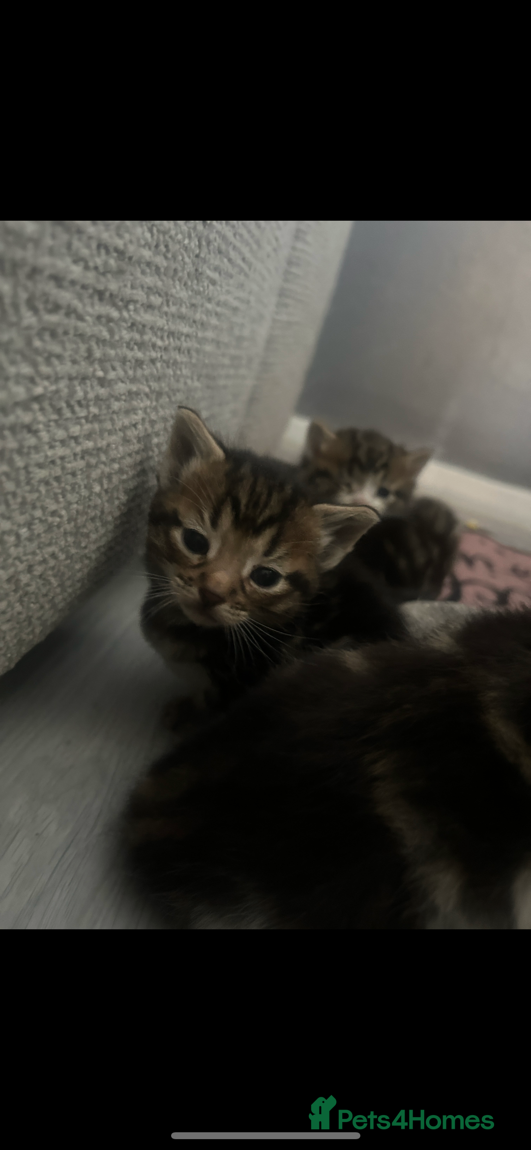 Domestic Shorthair cats for sale: 4 kittens ready to leave now - Image 10