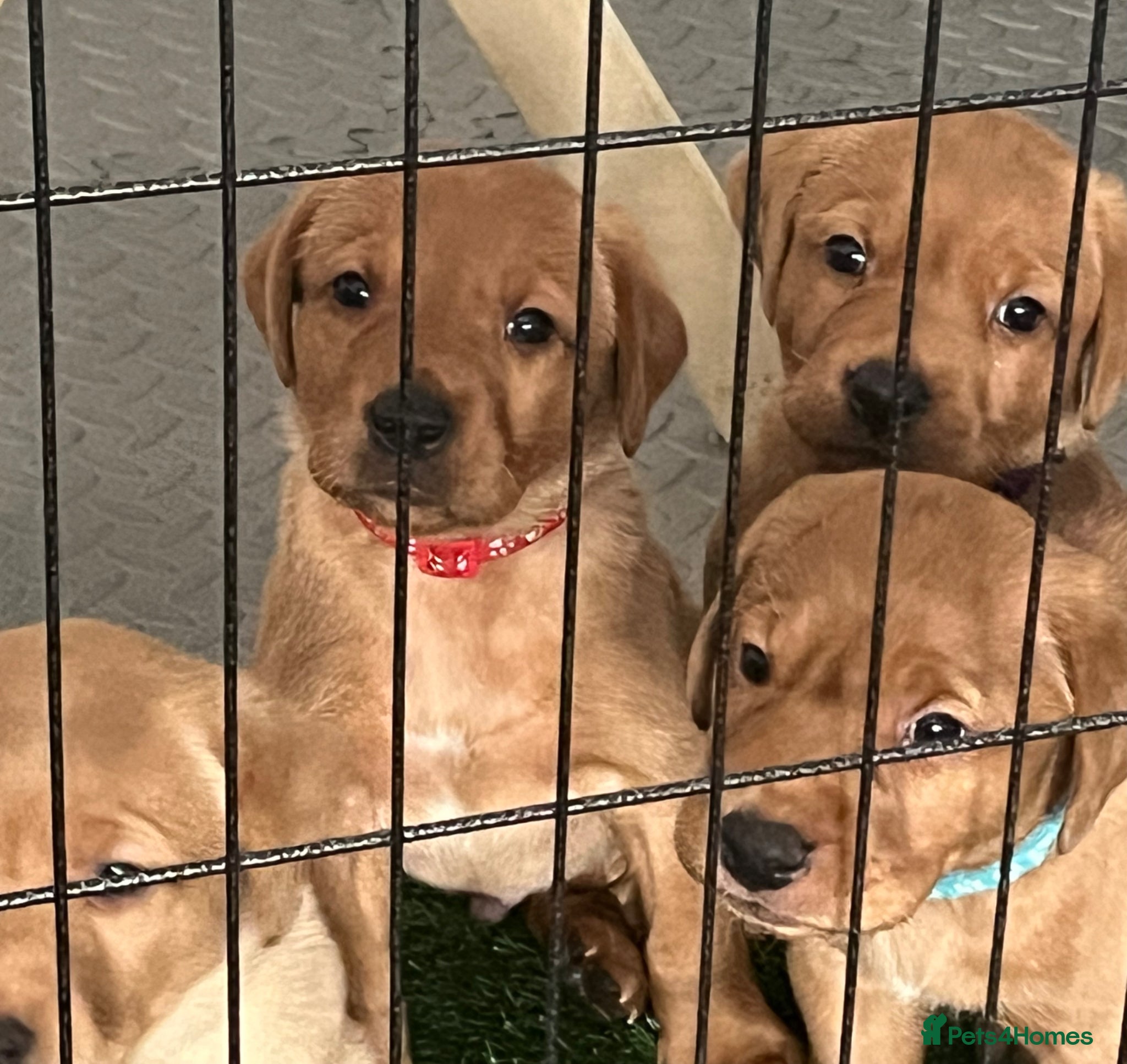 Labrador Retriever dogs KC Reg Fox Red Labrador Puppies. - Advert 2