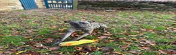 Lurcher dogs for sale: Stunning male Lurcher needs a home!  - Advert 5
