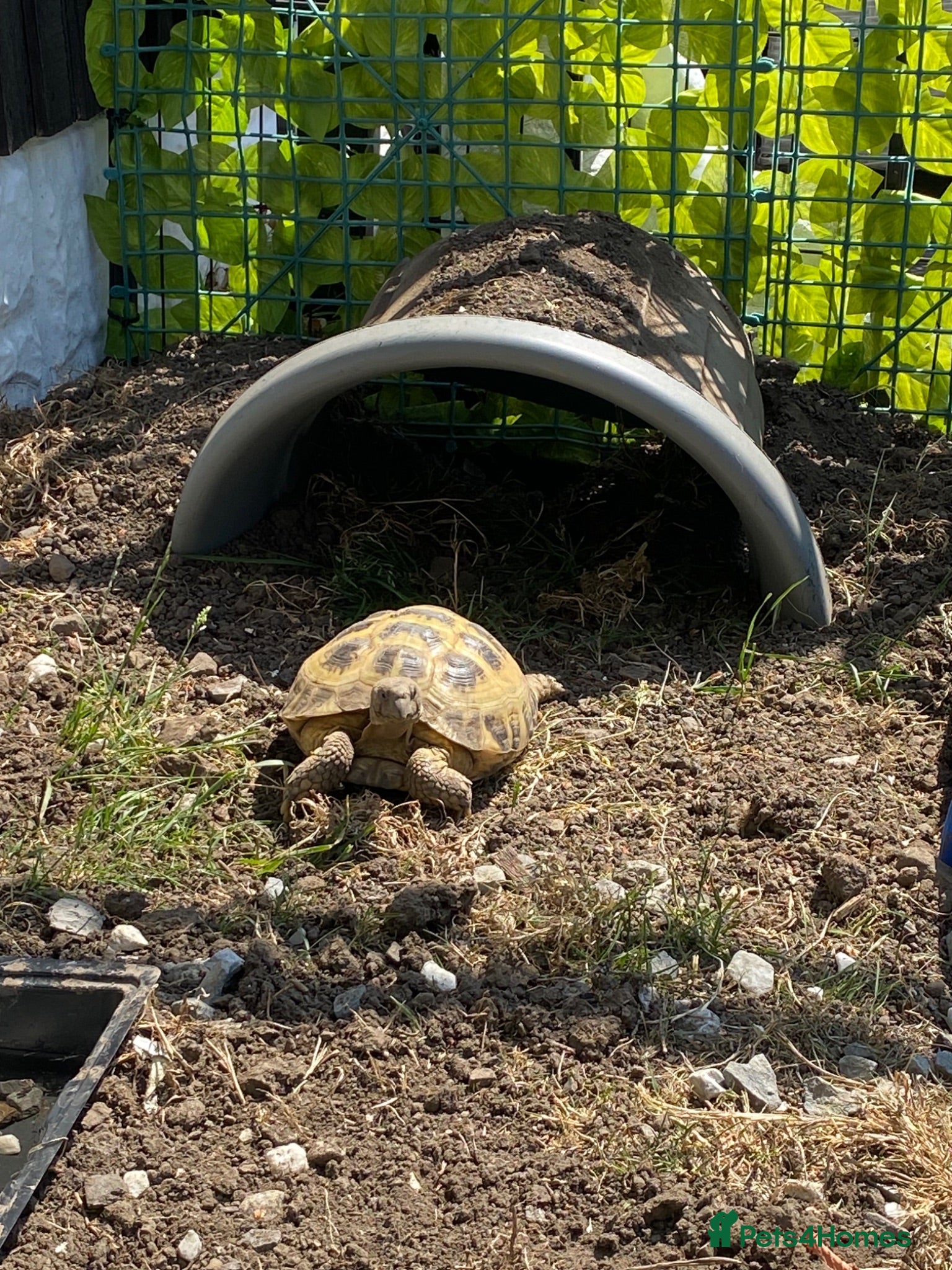 Tortoise reptiles 12 year old female horsefield  - Advert 1