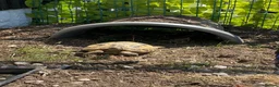 Tortoise reptiles for sale: 12 year old female horsefield  in Barnsley - Advert 1