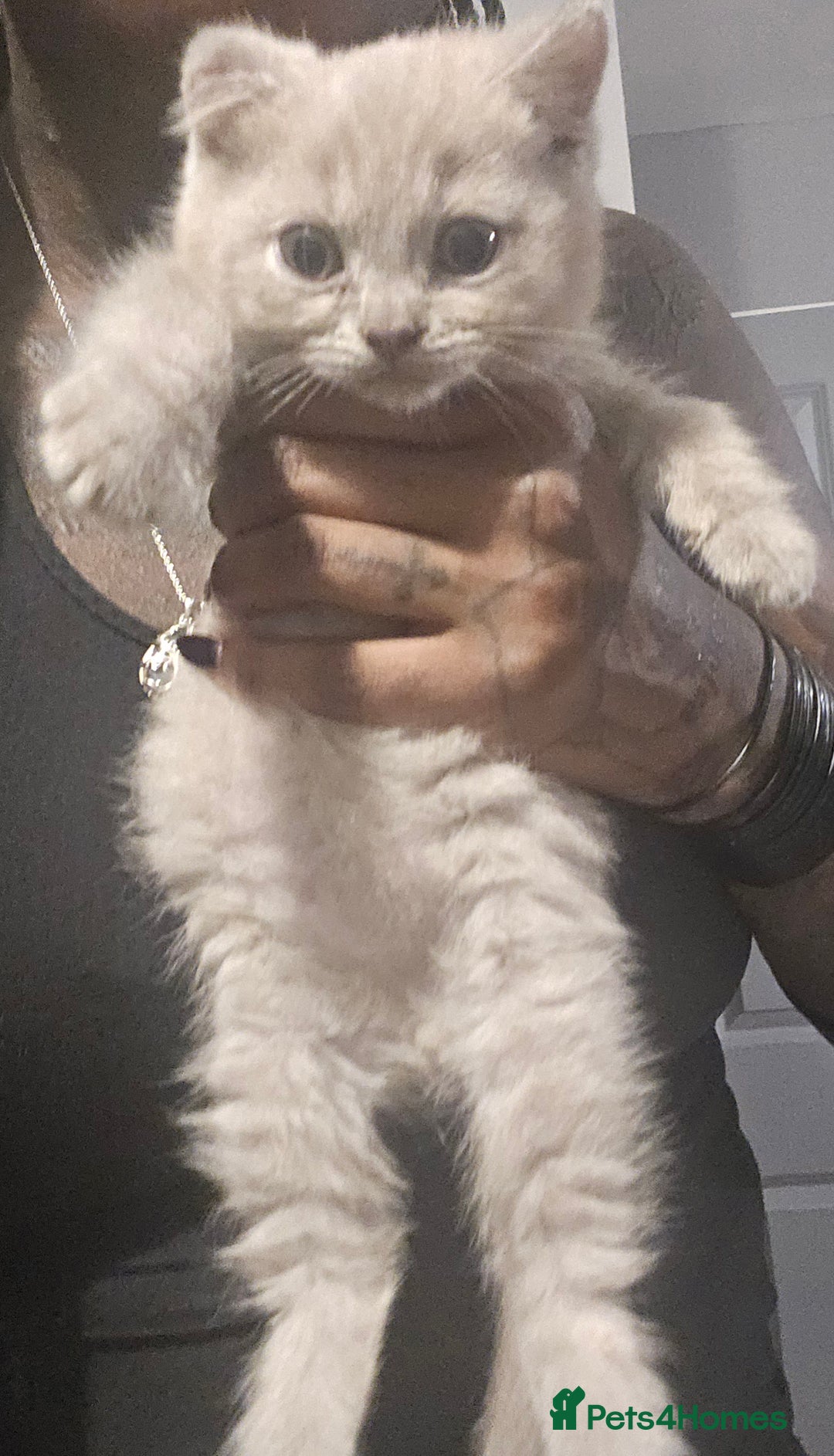 British Shorthair cats for sale: THREE MALE BRITISH SHORTHAIR KITTENS FOR SALE - Image 5
