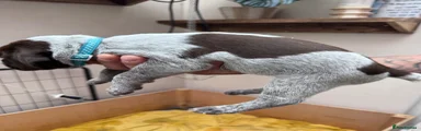 Puppy 4