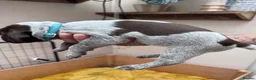 German Wirehaired Pointer dogs for sale: Lovely litter of GWP pups  - Advert 3