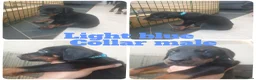 Dobermann dogs for sale: ☆☆Ready to leave Today  Black Doberman Puppies☆☆ - Advert 40