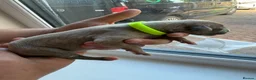 Whippet dogs for sale: Beautiful whippet puppies - Advert 11