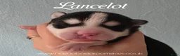 Pomsky dogs for sale: F3 Pomsky Puppies - Ready Soon - Advert 14