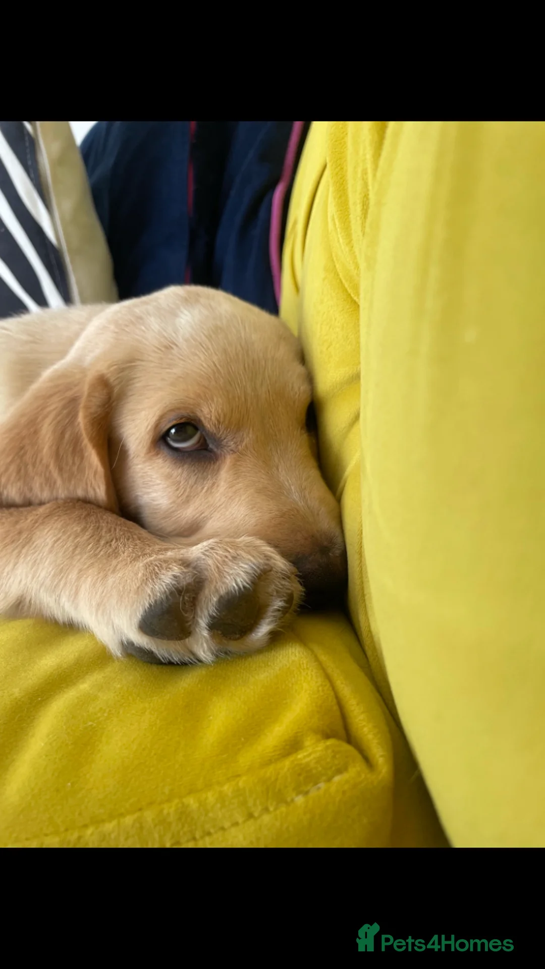 Labrador Retriever dogs for stud: Working Line Golden Labrador - Advert 4