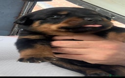 Rottweiler dogs for sale: Rottweiler puppies  - Image 18