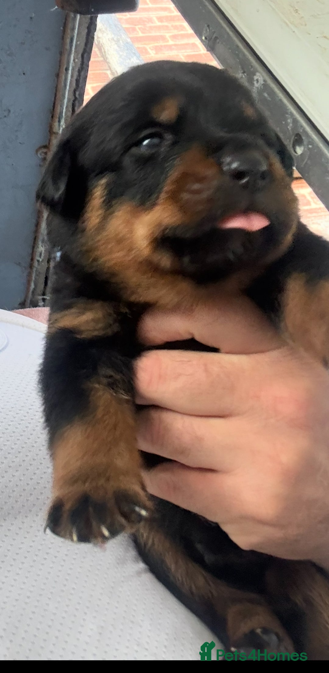 Rottweiler dogs for sale: Rottweiler puppies  - Image 18