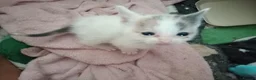 Mixed Breed cats for sale: 4 male calicos - Advert 5