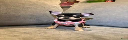 Chihuahua dogs for sale: Beautiful chihuahua puppy  - Advert 3