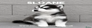 Sloane