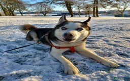 Siberian Husky dogs for stud: Siberian Husky for Stud in Glasgow - Image 8