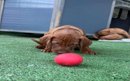Hungarian Vizsla dogs for sale: KC registered Vizsla puppies  in Tiverton - Image 5