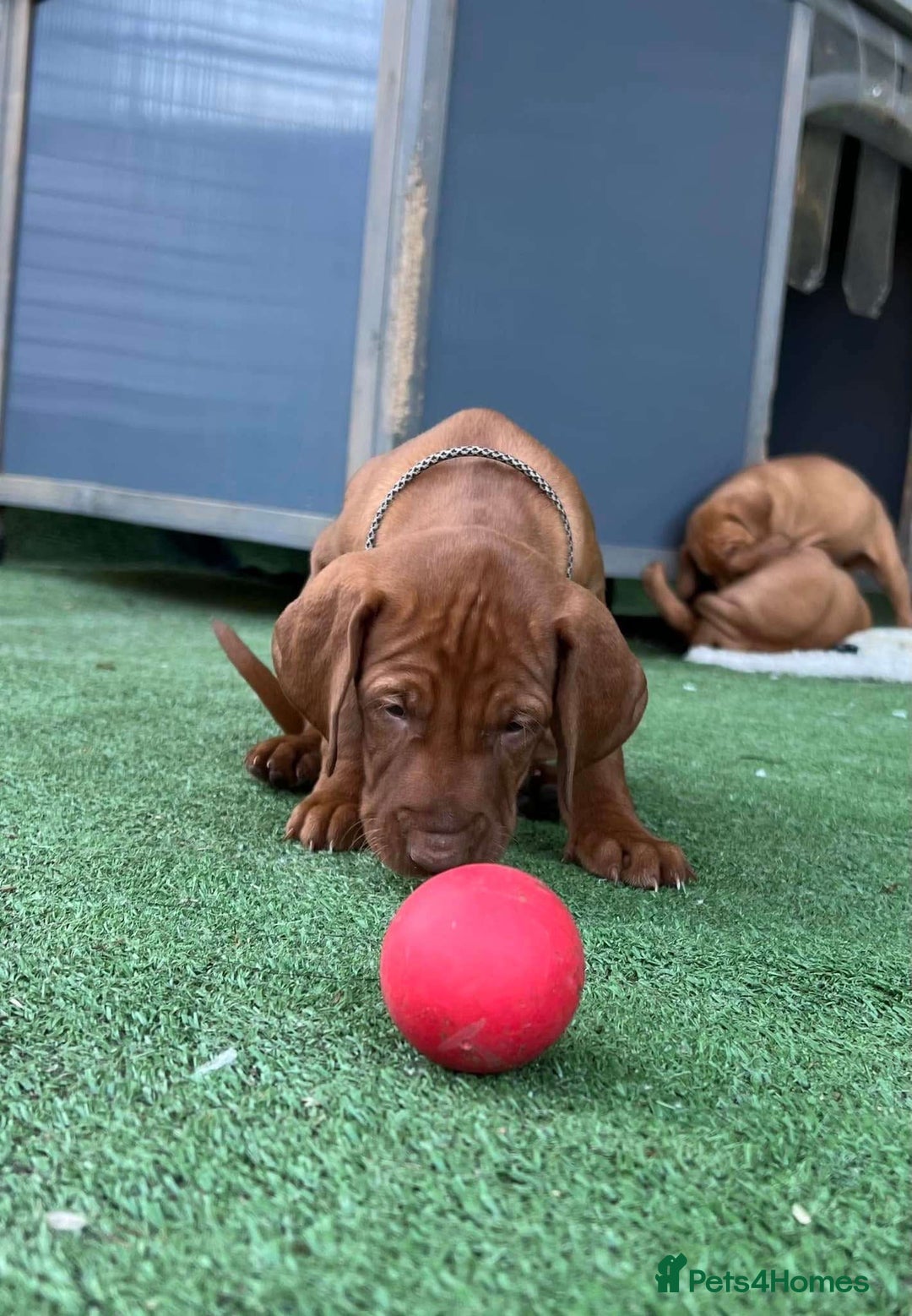 Hungarian Vizsla dogs for sale: KC registered Vizsla puppies  in Tiverton - Image 5