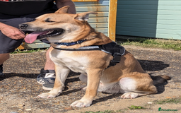Mixed Breed dogs for sale: Odin. Sweet and beautiful crossbreed boy - Image 6