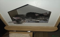 Maine Coon cats for sale: Maine Coon kittens  - Advert 18