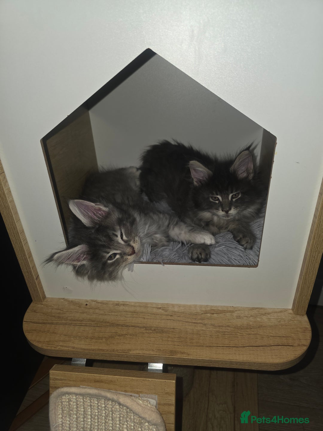Maine Coon cats for sale: Maine Coon kittens  - Advert 18
