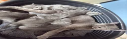 Russian Blue cats for sale: 5 cute Russian blue kittens - Advert 9