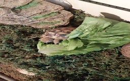 Tortoise reptiles for sale: Dwarf Hermann's tortoise - Image 6