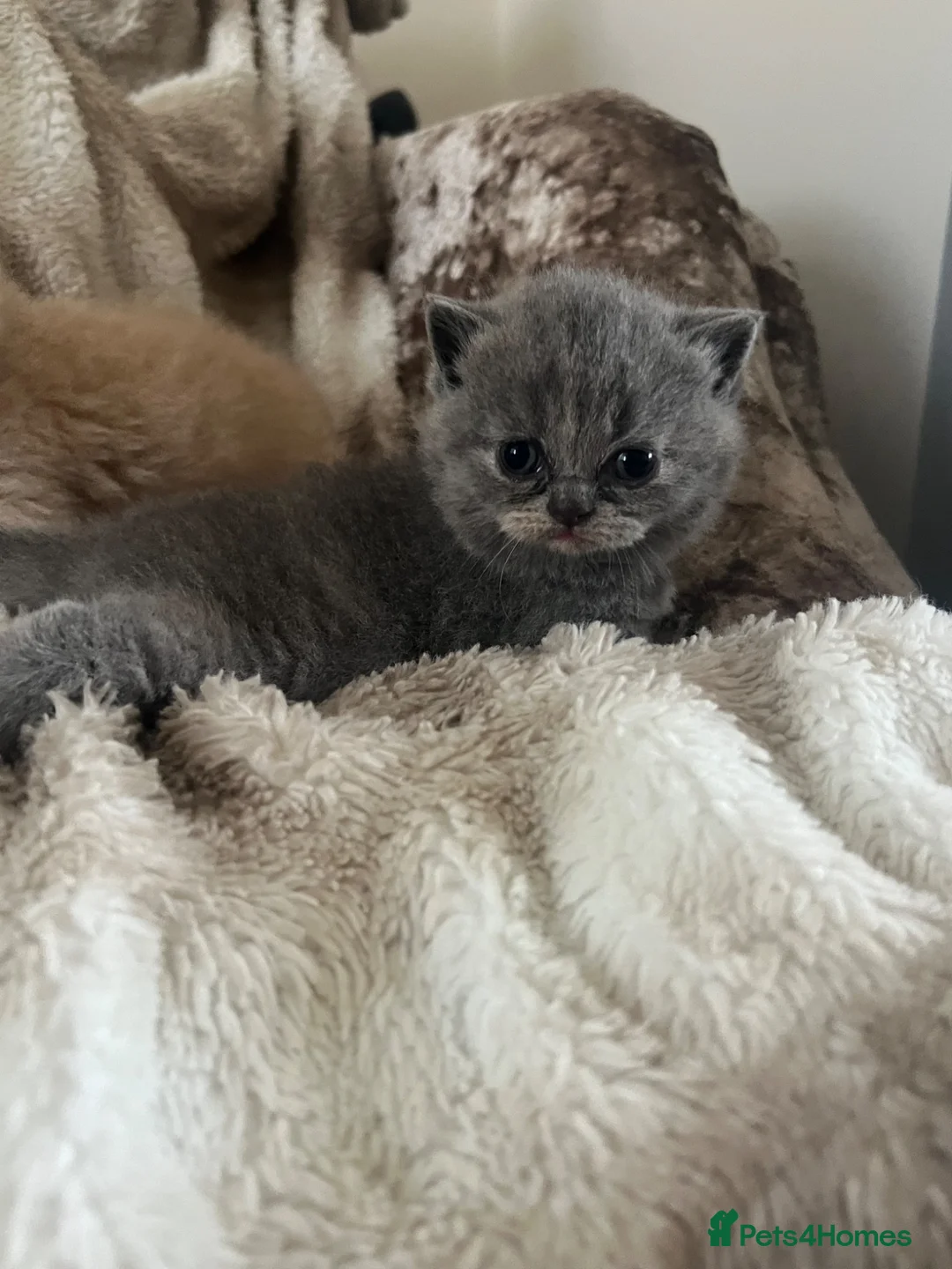 British Shorthair cats for sale: Beautiful Gccf reg British short hair  in Wolverhampton - Advert 14