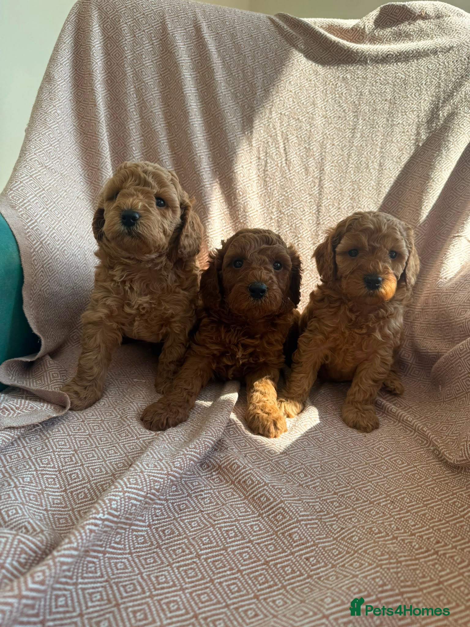 Miniature Poodle dogs Beautiful Miniature Poodle Puppies - Advert 1