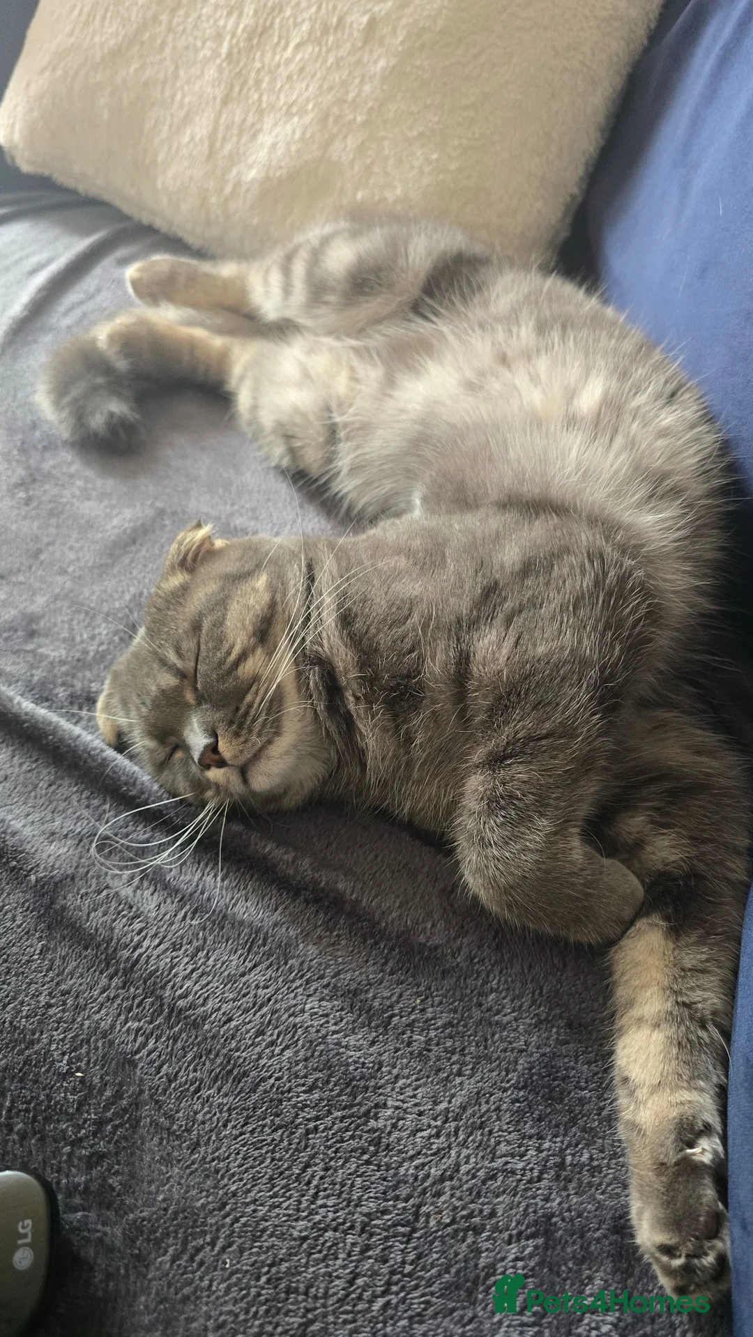 Scottish Fold cats for sale: Scottish Fold Girl, 1.9 Years, Spayed & Vaccinated - Advert 10