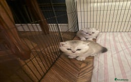 British Shorthair cats for sale: 🥰Beautiful kittens with rare colouring🥰 - Image 4