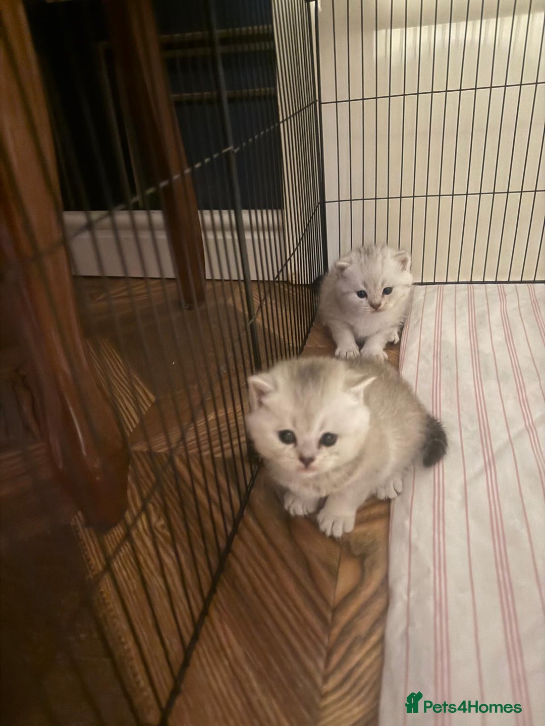British Shorthair cats for sale: 🥰Beautiful kittens with rare colouring🥰 - Image 4