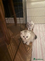 British Shorthair cats - Advert 14