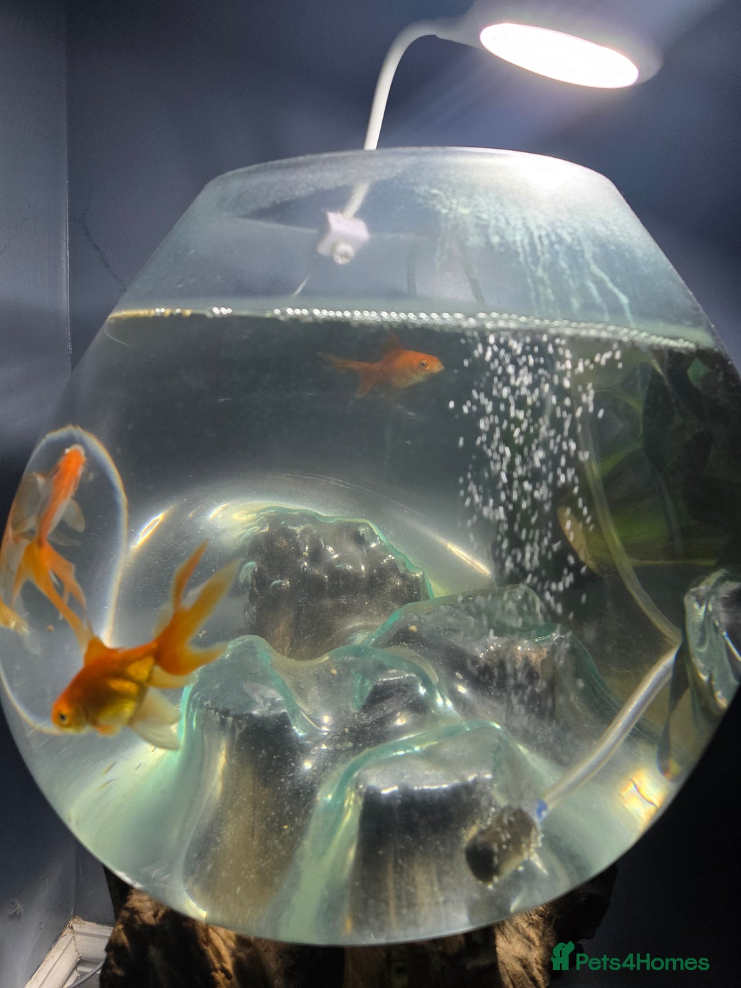 Fancy Goldfish fish for sale: Unique fish tank with stand - Image 3