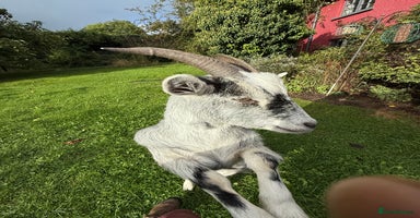 Goats livestock - Advert 1
