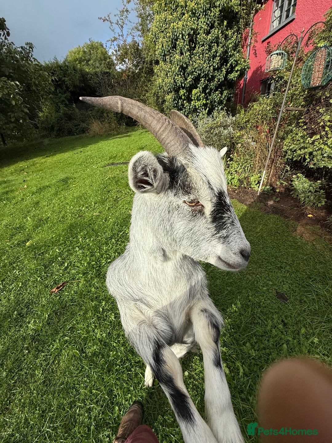 Goats livestock for sale: 3 brother hand reared Pygmy goats, neutered  - Image 2