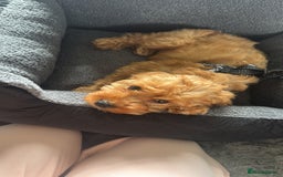 Cockapoo dogs for sale: F1 Cockapoo puppy - Image 6