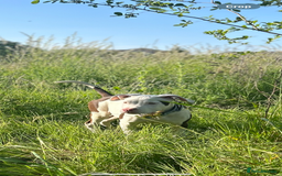 Mixed Breed dogs for sale: MAZZ  - Image 1