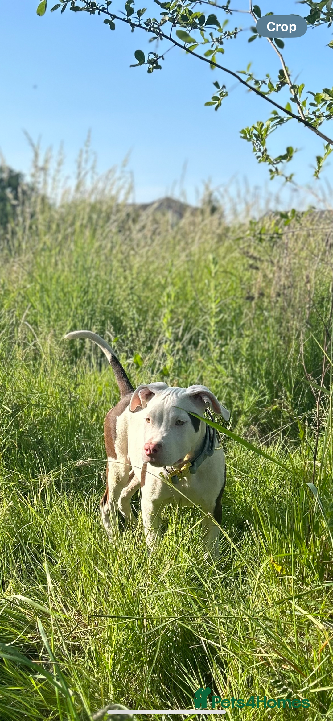 Mixed Breed dogs for sale: MAZZ  - Image 1
