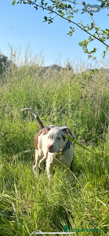Mixed Breed dogs - Advert 10