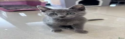 Russian Blue cats for sale: Tica registered kittens - Advert 9
