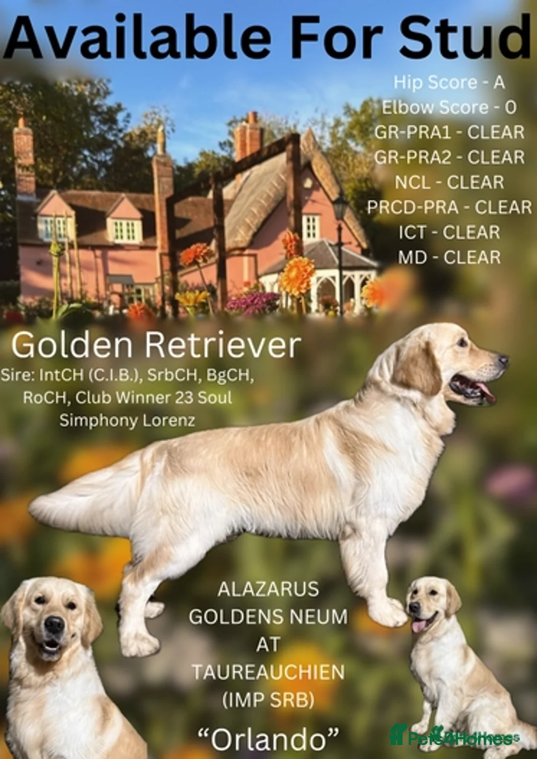 Golden Retriever dogs for sale: Gorgeous KC Registered Goldies. 5 Star Reg.Breeder - Advert 17
