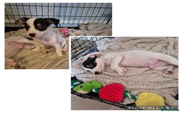 Jack Russell dogs in Taunton - Advert 6