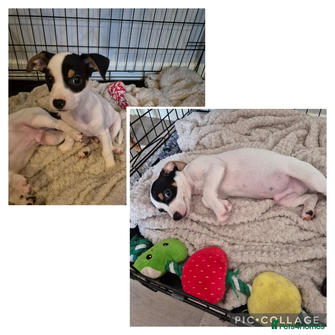 Jack Russell dogs for sale: 1 remaining white & black Jack Russell boy in Taunton - Image 1