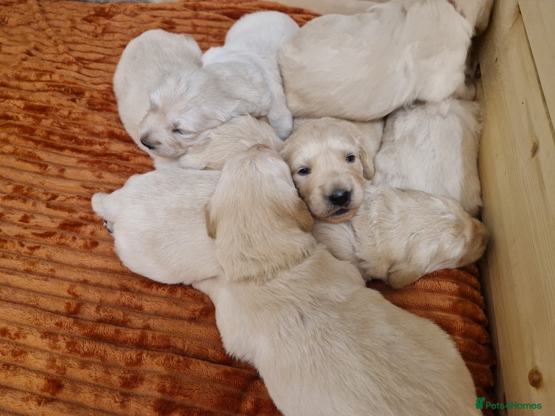 Golden Retriever dogs for sale: Golden Retriever puppies - Advert 7