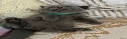 British Shorthair cats for sale: Blue British Shorthair Kittens  3 boys 1 girl - Advert 27