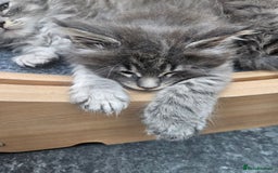 Maine Coon cats for sale: HIGH SILVER EHITE  GIRL ✨TICA REG BREEDER - Image 3