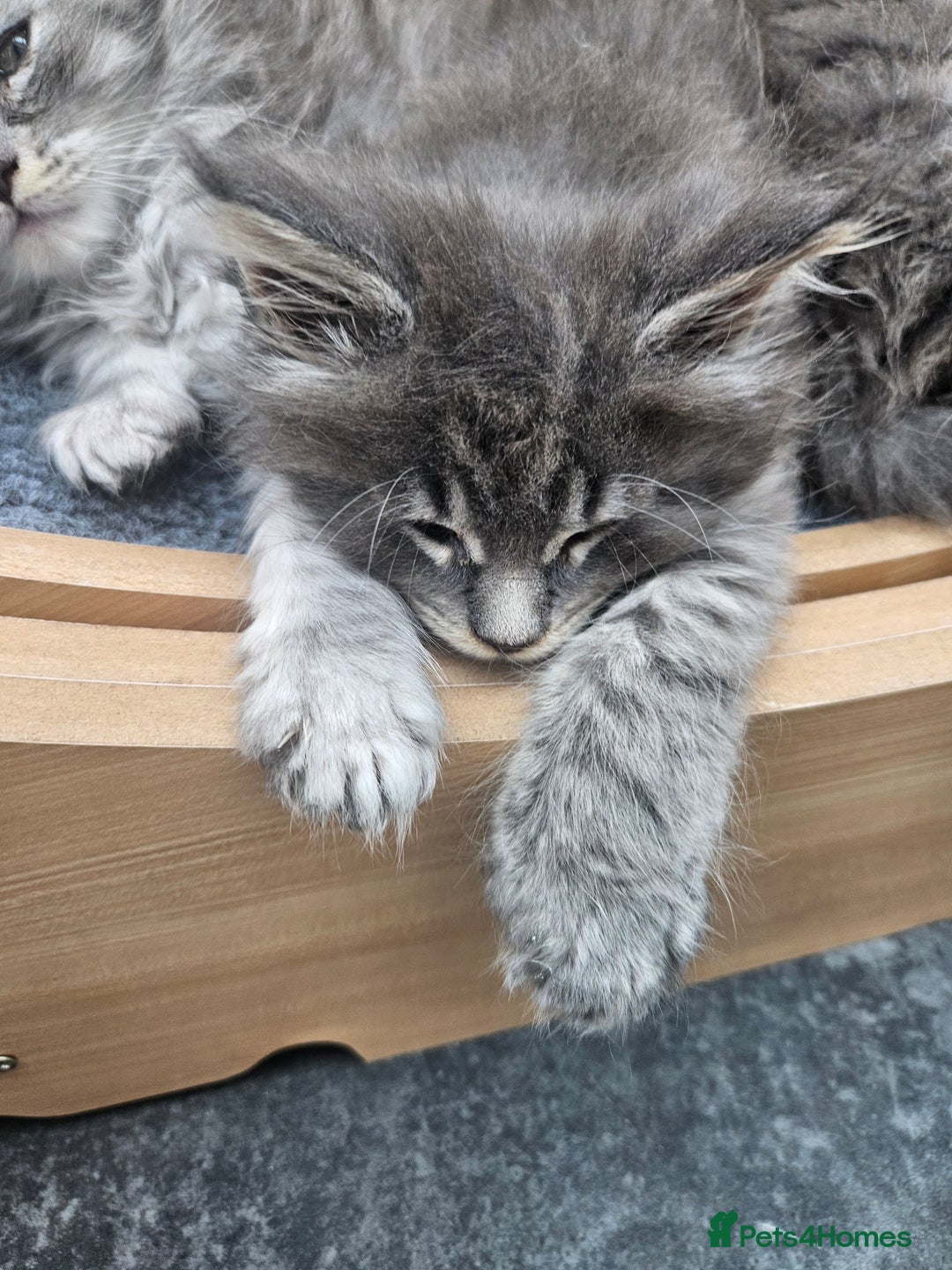 Maine Coon cats for sale: HIGH SILVER EHITE  GIRL ✨TICA REG BREEDER - Image 3